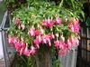 rosa Blomma Fuchsia foto (Buskar)