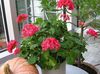 rød Blomst Geranium bilde (Urteaktig Plante)