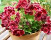 бордовый Цветок Пеларгония (Герань) фото (Травянистые)