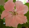 roze Bloem Geranium foto (Kruidachtige Plant)