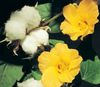 gelb Pot Blume Gossypium, Baumwollpflanze foto (Sträucher)