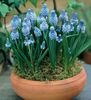 lyse blå Blomst Drue Hyacinth bilde (Urteaktig Plante)