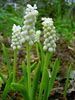 λευκό λουλούδι Υάκινθος Σταφυλιών φωτογραφία (Ποώδη)