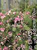 roz Floare Grevillea fotografie (Arbust)
