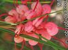 rouge Fleur Grevillea photo (Des Arbustes)