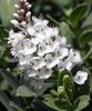 alb Floare Hebe fotografie (Arbust)