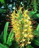 Hedychium, Butterfly Ginger