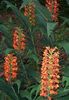 rdeča Cvet Hedychium, Metulj Ingver fotografija (Travnate)