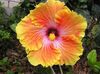narančasta Cvijet Hibiskus foto (Grmovi)