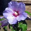 lilac Hibiscus