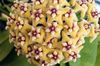 Hoya、ブライダルブーケ、マダガスカルジャスミン、ワックスの花、ケレン花、floradora、ハワイ結婚式の花
