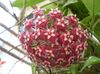 claret Blomst Hoya, Brudebukett, Madagaskar Jasmin, Voks Blomst, Krans Blomst, Floradora, Hawaiisk Bryllup Blomster bilde (Hengende Plante)