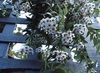 balts Zieds Hoya, Līgavas Pušķis, Madagaskara Jasmīns, Vaska Zieds, Vainags Ziedu, Floradora, Havaju Kāzu Ziedu foto (Karājas Augs)