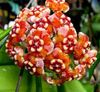 oranž  Hoya, Pruudi Kimp, Madagaskar Jasmiin, Vaha Lill, Kiehkura Lill, Floradora, Havai Pulm Lill foto (Rippuvad Tehase)