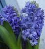 lichtblauw Bloem Hyacint foto (Kruidachtige Plant)