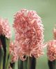 pink Blomst Hyacinth foto (Urteagtige Plante)