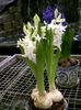 branco Flor Hyacinth foto (Planta Herbácea)