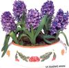 vijolična Cvet Hyacinth fotografija (Travnate)