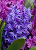 tumši zils Zieds Hiacinte foto (Zālaugu Augs)