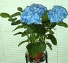 gaiši zils Zieds Hortenzijas, Lacecap foto (Krūms)