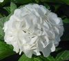 vit Blomma Hortensia, Lacecap foto (Buskar)