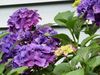 бузковий Квітка Гортензія (Гідрангея) фото (Чагарник)