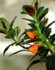 laranja Pote flores Hypocyrta, Goldfish Plant foto 
