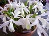 білий Квітка Плейони фото (Трав'яниста)