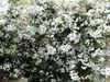 beyaz Saksı çiçekleri Yasemin fotoğraf (Tropik Sarmaşık)