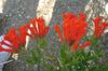 rød Pot Blomst Jasmin Plante, Skarlagen Trumpetilla foto (Busk)