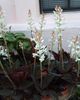 თეთრი ქოთანში ყვავილი Jewel ორქიდეა ფოტო (ბალახოვანი მცენარე)