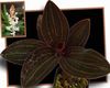 hvit Pot Blomst Jewel Orchid bilde (Urteaktig Plante)