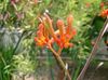 appelsína Blóm Kangaroo Paw mynd (Herbaceous Planta)