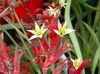 rød Blomst Kænguru Pote foto (Urteagtige Plante)