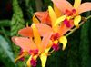 ფორთოხალი ყვავილების Laelia ფოტო (ბალახოვანი მცენარე)