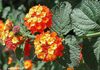 oranssi Kukka Lantana kuva (Pensaikot)