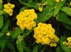 keltainen Kukka Lantana kuva (Pensaikot)