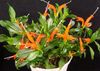 laranja Flor Lipstick Plant,  foto (Planta Herbácea)