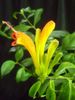 gelb Blume Lippenstift-Anlage,  foto (Grasig)