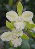 vit Blomma Lycaste foto (Örtväxter)