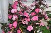 рожевий Квітка Ахіменес фото (Ампельноє)