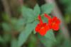 червоний Квітка Ахіменес фото (Ампельноє)