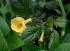 жовтий Квітка Ахіменес фото (Ампельноє)
