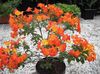 Marmelade Brousse, Browallia Orange, Firebush