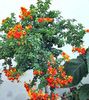 oranžs Podu Ziedu Marmelāde Krūms, Apelsīnu Browallia, Firebush foto (Koks)