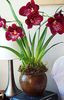 бордовый Цветок Мильтония фото (Травянистые)