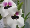 alb Floare Miltonia fotografie (Planta Erbacee)