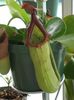 绿 盆花 猴竹壶 照片 (藤本植物)