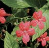 赤 鉢花 サル植物、赤Ruellia フォト (ハンギングプラント)