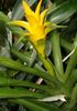 giallo Vaso di fiori Nidularium foto (Erbacee)
